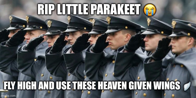 Military Salute | RIP LITTLE PARAKEET ? FLY HIGH AND USE THESE HEAVEN GIVEN WINGS ? | image tagged in military salute | made w/ Imgflip meme maker