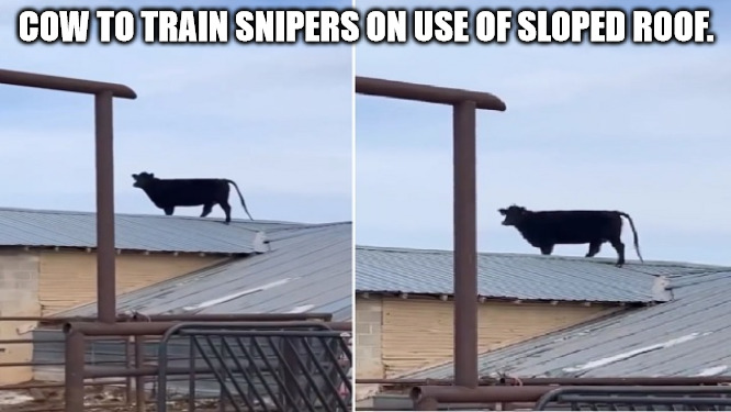 Sniper Trainer | COW TO TRAIN SNIPERS ON USE OF SLOPED ROOF. | image tagged in roof cow | made w/ Imgflip meme maker