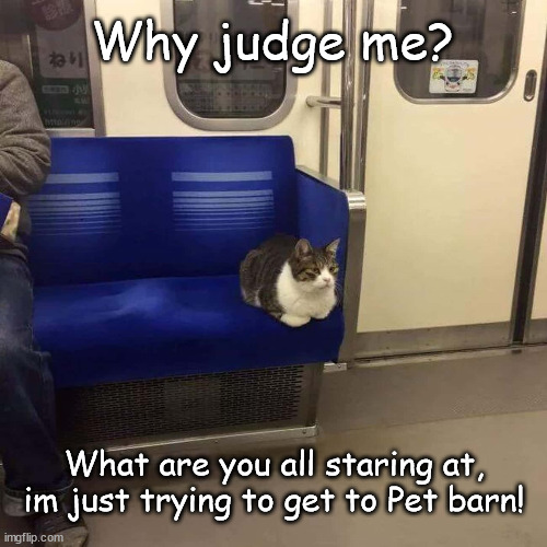 Cat on train! | Why judge me? What are you all staring at, im just trying to get to Pet barn! | image tagged in funny cats | made w/ Imgflip meme maker