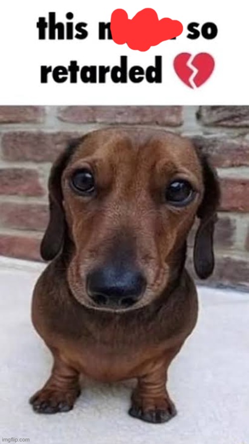 This nigga so retarded dog | image tagged in this nigga so retarded dog | made w/ Imgflip meme maker