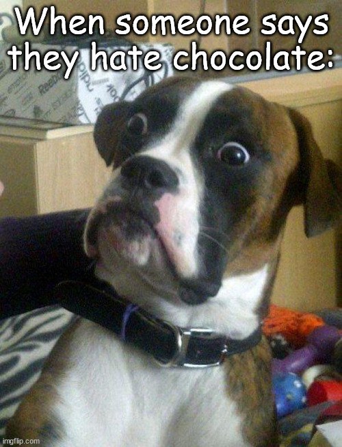When some says they hate chocolate! | When someone says they hate chocolate: | image tagged in blankie the shocked dog | made w/ Imgflip meme maker