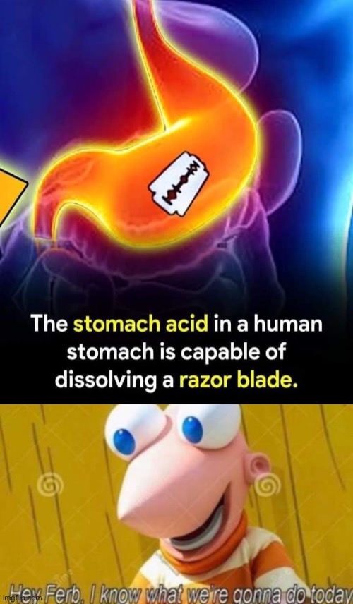 Razor blade | image tagged in hey ferb,stomach,blade | made w/ Imgflip meme maker