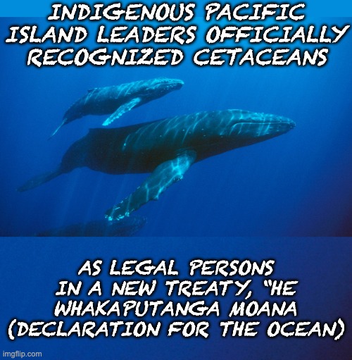 As of March, 2024 | INDIGENOUS PACIFIC ISLAND LEADERS OFFICIALLY RECOGNIZED CETACEANS; AS LEGAL PERSONS IN A NEW TREATY, “HE WHAKAPUTANGA MOANA (DECLARATION FOR THE OCEAN) | image tagged in baby blue whale,maori,south pacific,indigenous,human rights | made w/ Imgflip meme maker