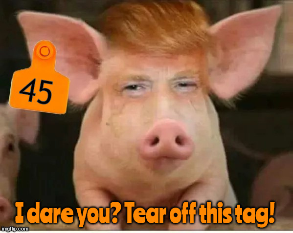 We learned something the ears bleed the most.( In a pigs eye!) | 45; I dare you? Tear off this tag! | image tagged in tear off the tag,ears bleed,bleed like a stuck pig,itty bitty boo boo,maga martyr,what a ham | made w/ Imgflip meme maker