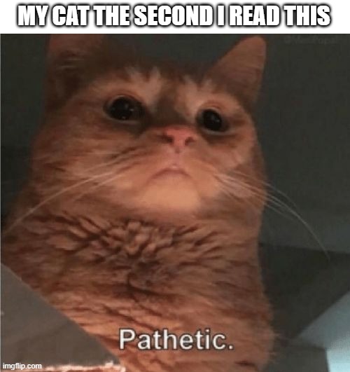 MY CAT THE SECOND I READ THIS | made w/ Imgflip meme maker