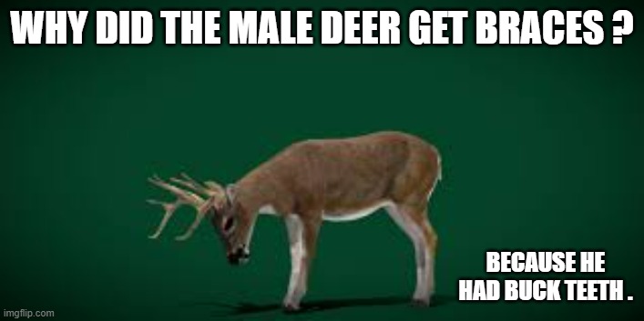 memes by Brad - Why did the male deer go to the dentist? | WHY DID THE MALE DEER GET BRACES ? BECAUSE HE HAD BUCK TEETH . | image tagged in funny,sports,deer,hunting,humor,dentist | made w/ Imgflip meme maker