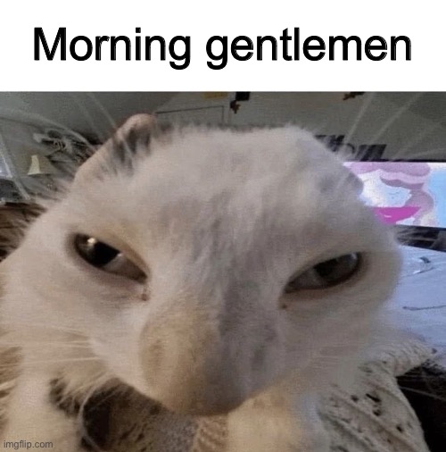 Pluh cat | Morning gentlemen | image tagged in g | made w/ Imgflip meme maker