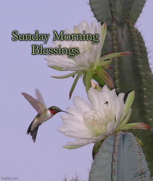 Sunday Hummingbird Cactus | Sunday Morning
Blessings | image tagged in sunday blessings,hummingbird | made w/ Imgflip meme maker