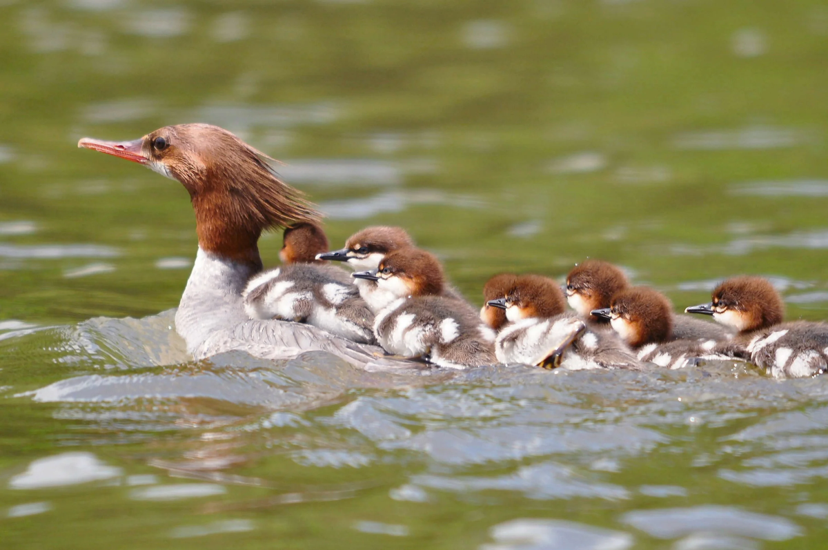 merganser Blank Meme Template