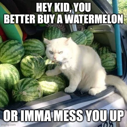 BUY THE KITTIES WATERMELON | HEY KID, YOU BETTER BUY A WATERMELON; OR IMMA MESS YOU UP | image tagged in cats,funny cats | made w/ Imgflip meme maker