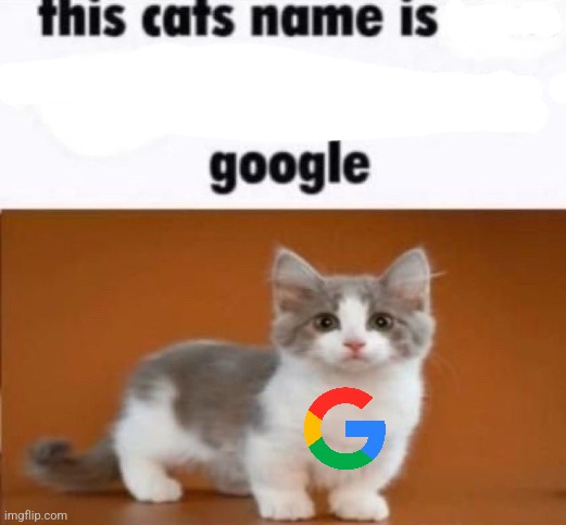 this cats name is x look him up on google | image tagged in this cats name is x look him up on google | made w/ Imgflip meme maker