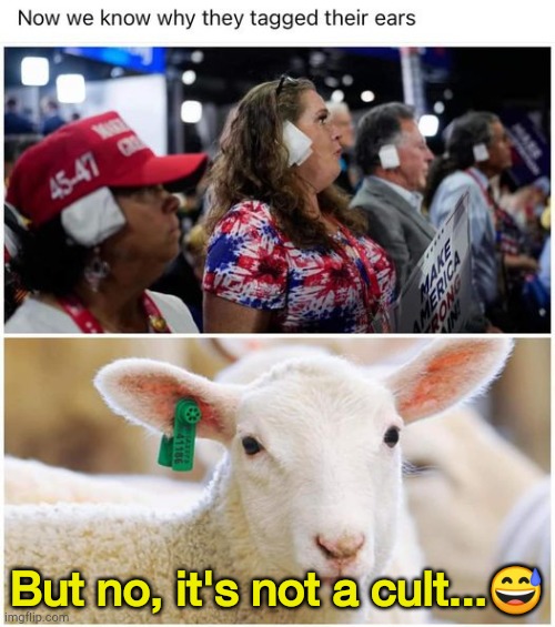 Cult 45 | But no, it's not a cult...😅 | image tagged in sheep | made w/ Imgflip meme maker