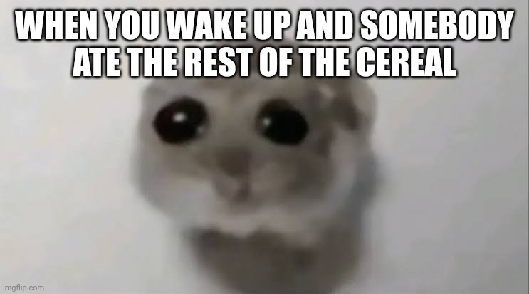 Gotta have a sandwich or smth | WHEN YOU WAKE UP AND SOMEBODY ATE THE REST OF THE CEREAL | image tagged in sad hamster | made w/ Imgflip meme maker