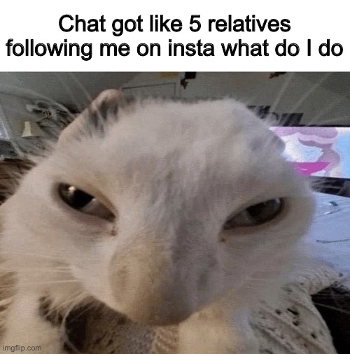 Pluh cat | Chat got like 5 relatives following me on insta what do I do | image tagged in g | made w/ Imgflip meme maker