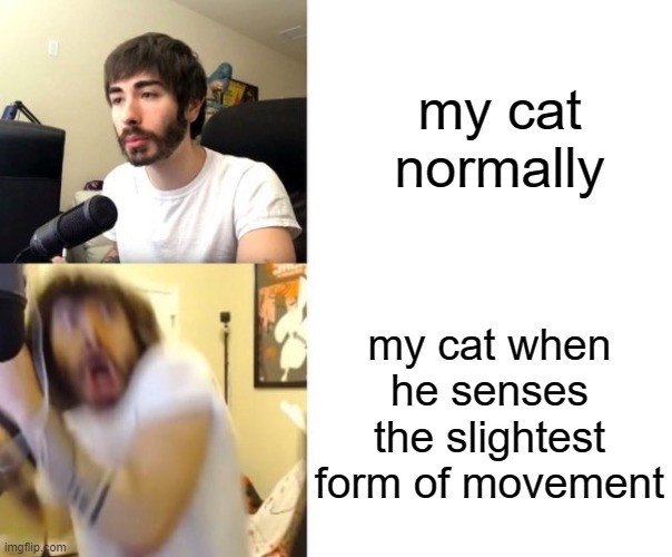 . | my cat normally; my cat when he senses the slightest form of movement | image tagged in penguinz0 | made w/ Imgflip meme maker