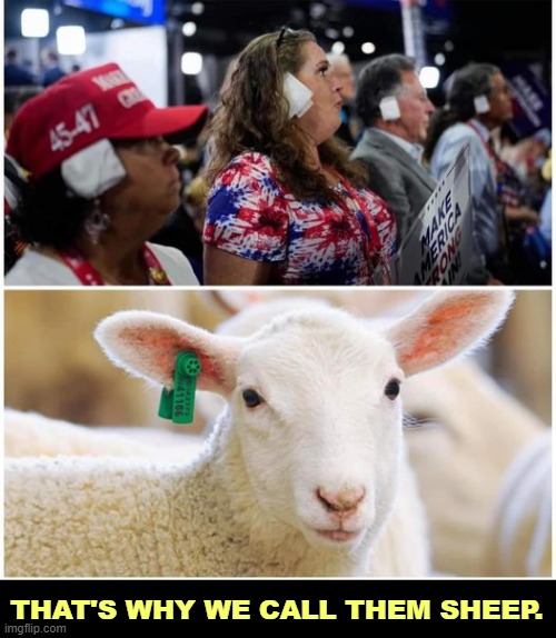 Ba-a-a-a-a-a. | THAT'S WHY WE CALL THEM SHEEP. | image tagged in maga,trump,cult,sheep,ear | made w/ Imgflip meme maker