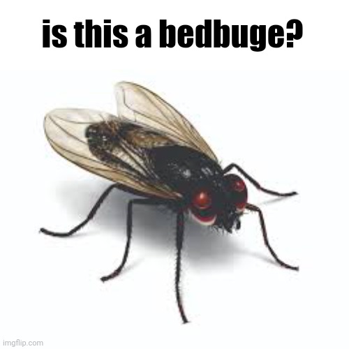 is this a bedbuge? | made w/ Imgflip meme maker