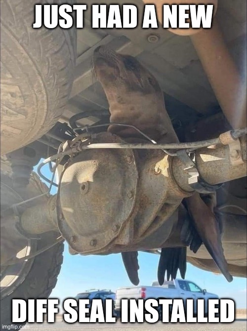 Differential | JUST HAD A NEW; DIFF SEAL INSTALLED | image tagged in seal,bad pun | made w/ Imgflip meme maker