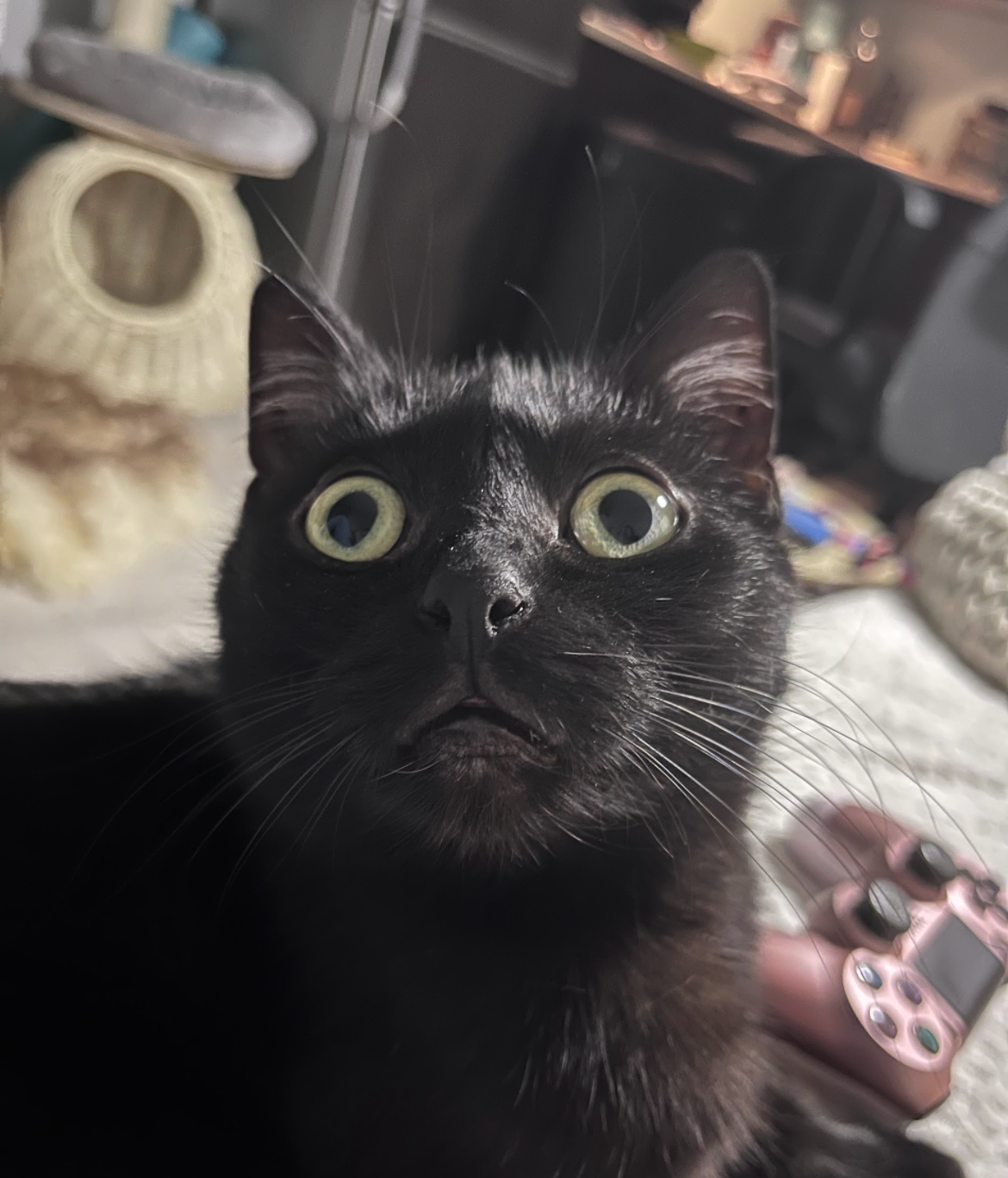 High Quality Surprised black cat Blank Meme Template