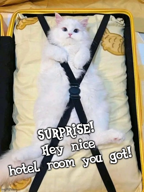 Baggage stowaway | SURPRISE! Hey nice hotel room you got! | image tagged in cat,luggage,suitcase,hotel,vacation,surprise | made w/ Imgflip meme maker
