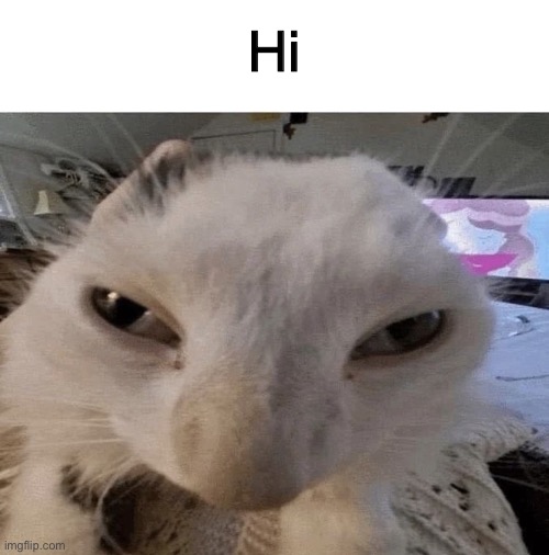 Pluh cat | Hi | image tagged in g | made w/ Imgflip meme maker