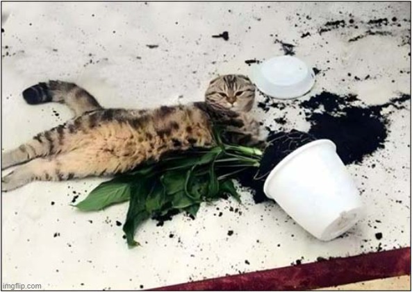 I Have No Regrets ! | image tagged in cats,plants,destruction,no regrets | made w/ Imgflip meme maker