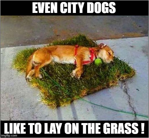 Happy Memories Of The Countryside ! | EVEN CITY DOGS; LIKE TO LAY ON THE GRASS ! | image tagged in dogs,city,country,grass | made w/ Imgflip meme maker
