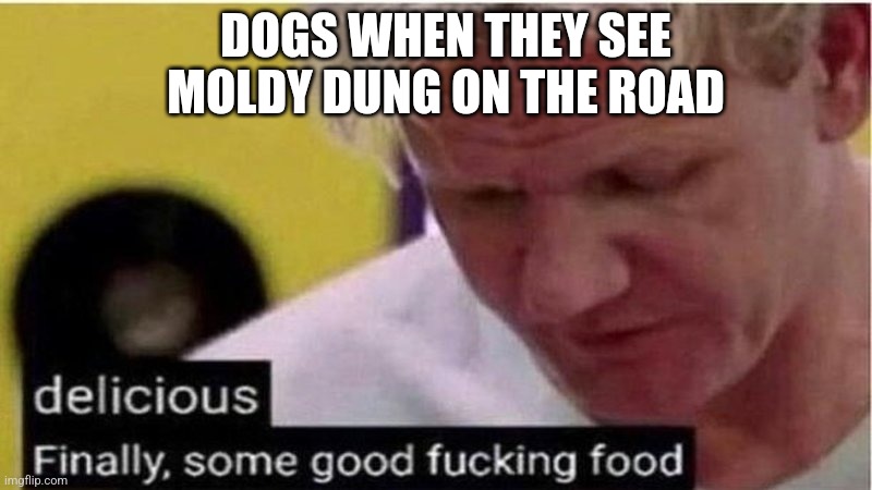 Gordon Ramsay some good food | DOGS WHEN THEY SEE MOLDY DUNG ON THE ROAD | image tagged in gordon ramsay some good food | made w/ Imgflip meme maker