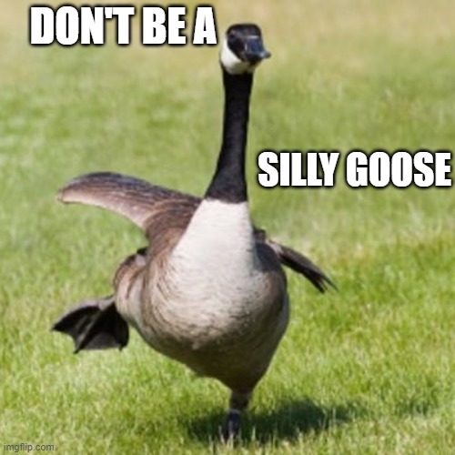 Silly goose | DON'T BE A; SILLY GOOSE | image tagged in silly goose | made w/ Imgflip meme maker