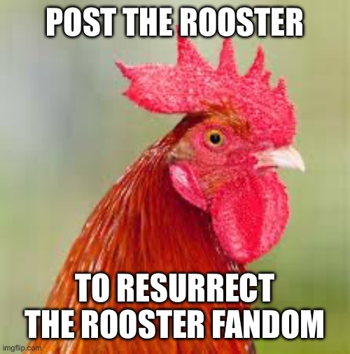 rooster | POST THE ROOSTER TO RESURRECT THE ROOSTER FANDOM | image tagged in rooster | made w/ Imgflip meme maker