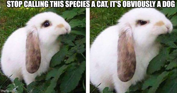 angry bunny | STOP CALLING THIS SPECIES A CAT, IT'S OBVIOUSLY A DOG | image tagged in angry bunny | made w/ Imgflip meme maker