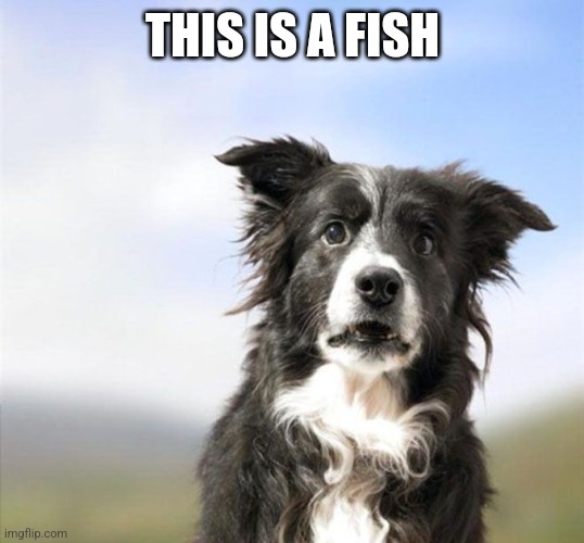 Surprised Border Collie | THIS IS A FISH | image tagged in surprised border collie | made w/ Imgflip meme maker