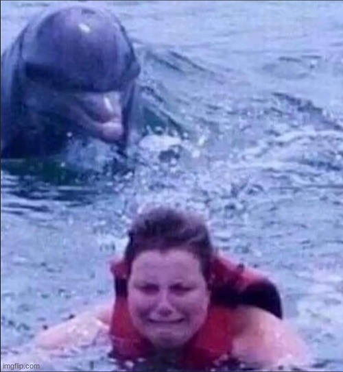 Kid fears dolphins | image tagged in kid fears dolphins | made w/ Imgflip meme maker