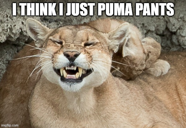 memes by Brad - Cougar says he thinks he Puma pants | I THINK I JUST PUMA PANTS | image tagged in funny,cats,funny cat memes,cougar,poop,humor | made w/ Imgflip meme maker