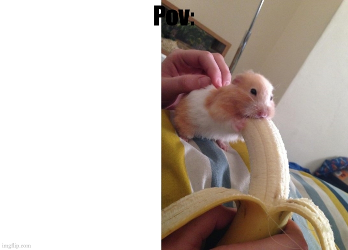 Hamster eating banana | Pov: | image tagged in hamster eating banana | made w/ Imgflip meme maker