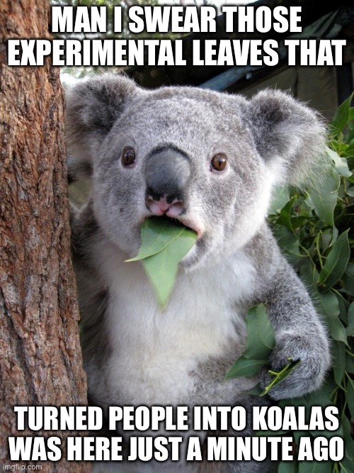 Uh oh | MAN I SWEAR THOSE EXPERIMENTAL LEAVES THAT; TURNED PEOPLE INTO KOALAS WAS HERE JUST A MINUTE AGO | image tagged in surprised koala,koala,leaves | made w/ Imgflip meme maker