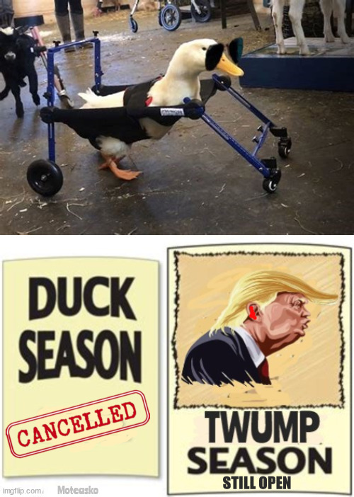 Duck Season no its Twump Season | Moteasko; STILL OPEN | image tagged in rabbit season,duck season,daffy don,lame duck,maga madness,looney tunes | made w/ Imgflip meme maker