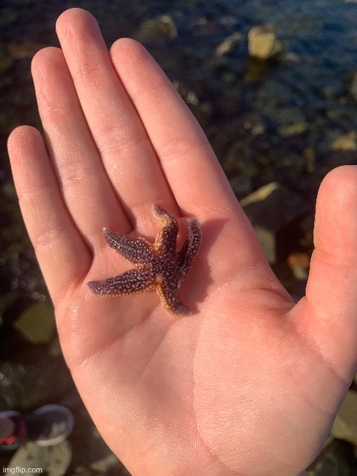 Starfish :3 | made w/ Imgflip meme maker