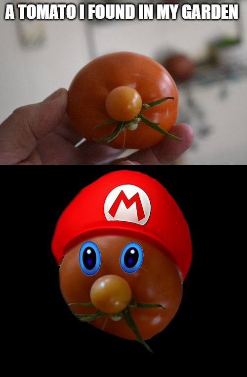 a tomato I found in my garden | A TOMATO I FOUND IN MY GARDEN | image tagged in tomato,mario,kewlew | made w/ Imgflip meme maker