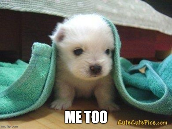 Cute puppy | ME TOO | image tagged in cute puppy | made w/ Imgflip meme maker