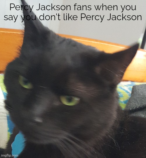 Not hating I love Percy jackson | Percy Jackson fans when you say you don't like Percy Jackson | image tagged in percy jackson,cat,grumpy | made w/ Imgflip meme maker