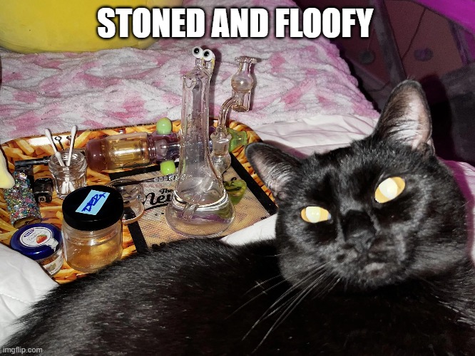 My Master's Antics Gives Me a Bad Name | STONED AND FLOOFY | image tagged in vince vance,cats,black cat,funny cat memes,getting high,stoned | made w/ Imgflip meme maker