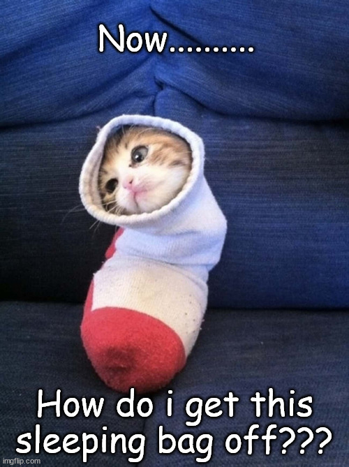 Sock cat!!!! | Now.......... How do i get this sleeping bag off??? | image tagged in cat | made w/ Imgflip meme maker