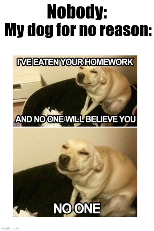 My doggy | Nobody:; My dog for no reason: | image tagged in dog | made w/ Imgflip meme maker