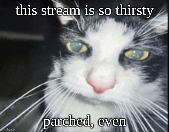 high cat | this stream is so thirsty; parched, even | image tagged in i myself am partially guilty but i stopped ok- | made w/ Imgflip meme maker