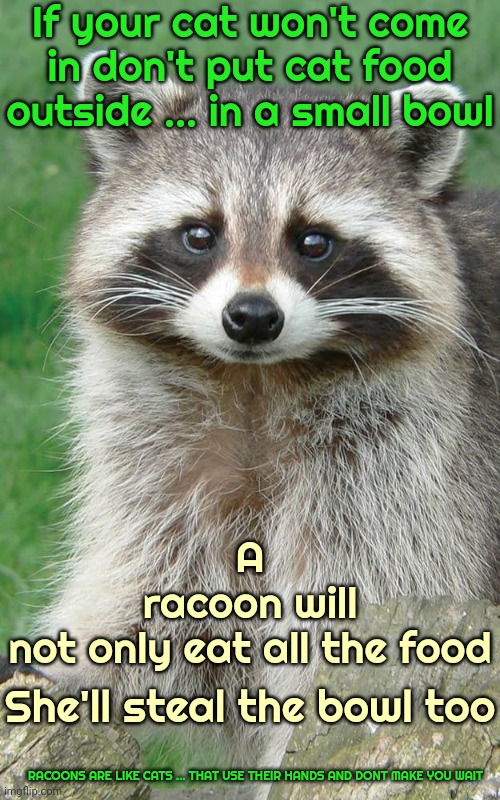 Racoons And The Curiosity I Now Have For What's Been Buried By Animals All Over The World Since The Beginning Of Time | If your cat won't come in don't put cat food outside ... in a small bowl; A
racoon will
not only eat all the food; She'll steal the bowl too; RACOONS ARE LIKE CATS ... THAT USE THEIR HANDS AND DONT MAKE YOU WAIT | image tagged in evil genius racoon,racoon,animals know,animals think,animals feel,memes | made w/ Imgflip meme maker