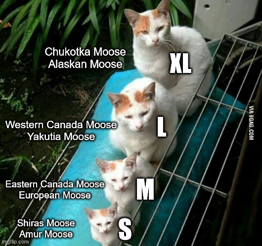 size cats | Chukotka Moose
Alaskan Moose; XL; Western Canada Moose
Yakutia Moose; L; M; Eastern Canada Moose
European Moose; S; Shiras Moose
Amur Moose | image tagged in size cats | made w/ Imgflip meme maker