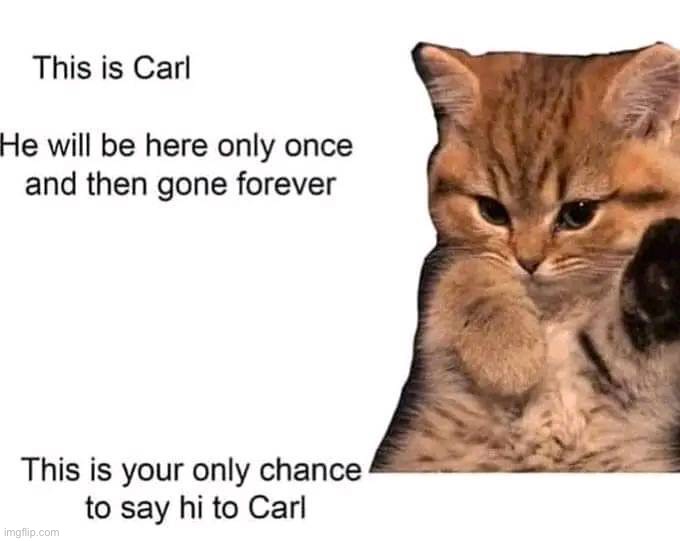 Hi Carl ily | image tagged in cats | made w/ Imgflip meme maker