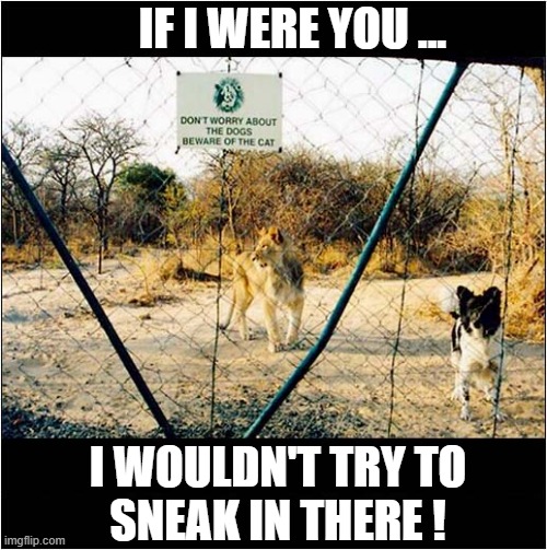 Beware Of The (Big) Cat ! | IF I WERE YOU ... I WOULDN'T TRY TO
SNEAK IN THERE ! | image tagged in cats,warning sign,lion | made w/ Imgflip meme maker