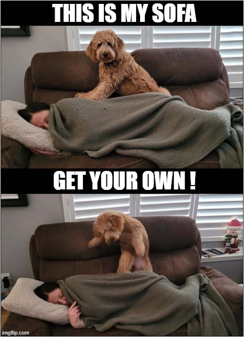 Who's Sleeping In My Spot ? | THIS IS MY SOFA; GET YOUR OWN ! | image tagged in dogs,sofa,sleeping,my spot | made w/ Imgflip meme maker